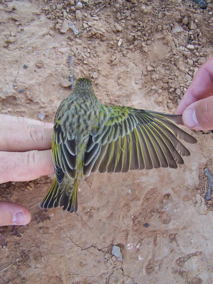 FIGURE 13 FIGURE 13